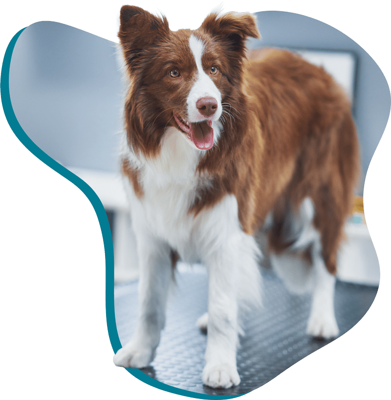 Border Collie steht auf dem Behandlungstisch