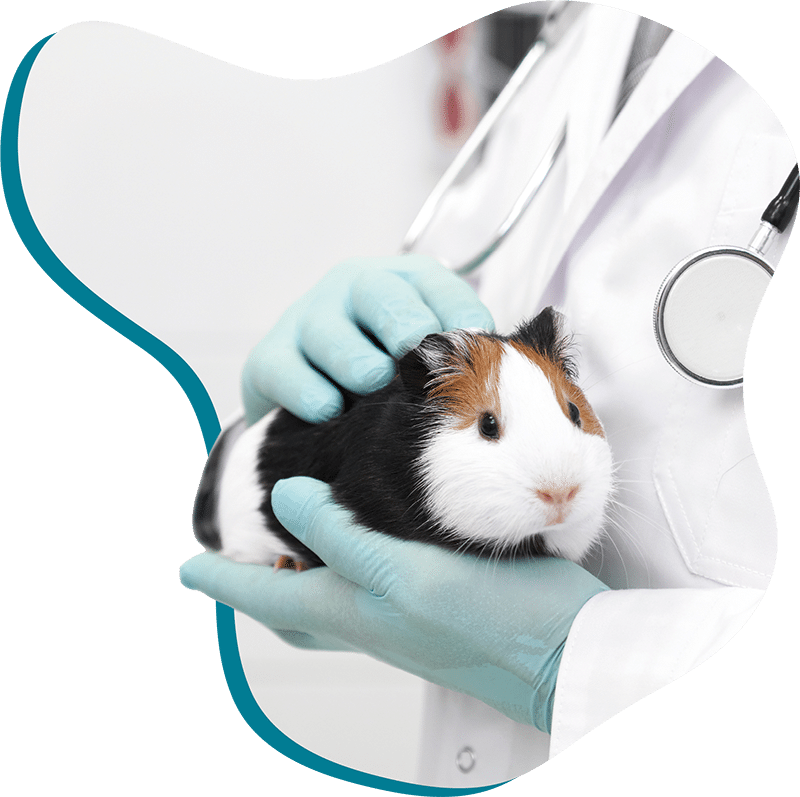 Meerschweinchen auf Arm der Tierärztin